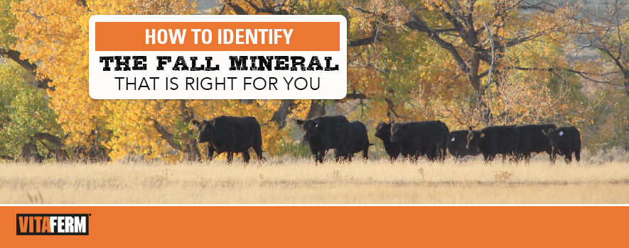 CN Fall Mineral
